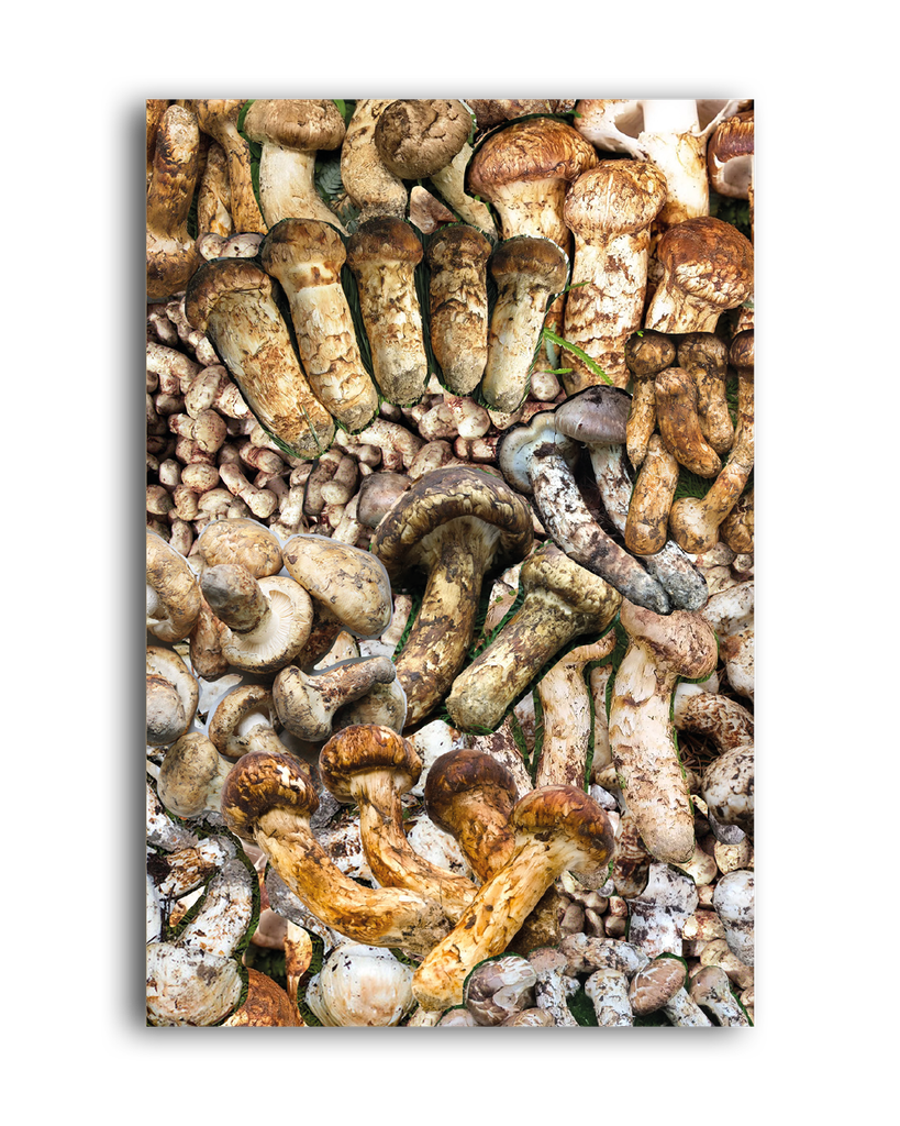 O cogumelo no fim do mundo (Anna Tsing; Jorgge Menna Barreto; Yudi Rafael. N-1 Edições) [POL042060]